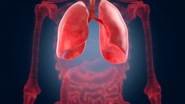 Xray tarama iç orans