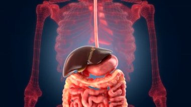 Xray tarama iç orans - karaciğer