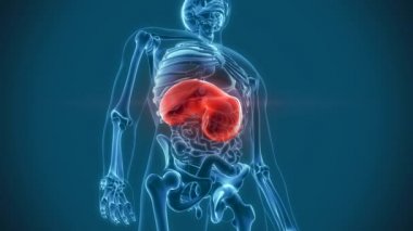 iç organları ağrı diyafram