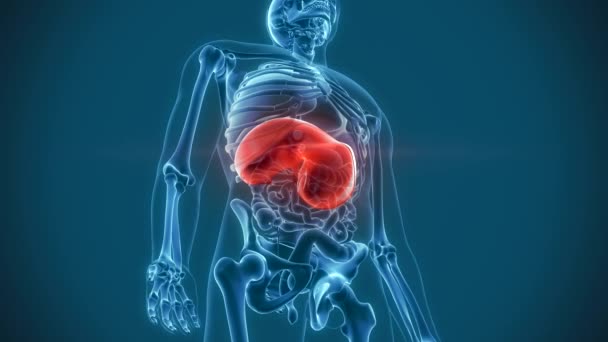 Internal organs pain diaphragm — Stock Footage Internal organs pain diaphragm Video Clip