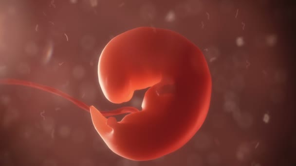 Embryo timelapse av född — Stockvideo