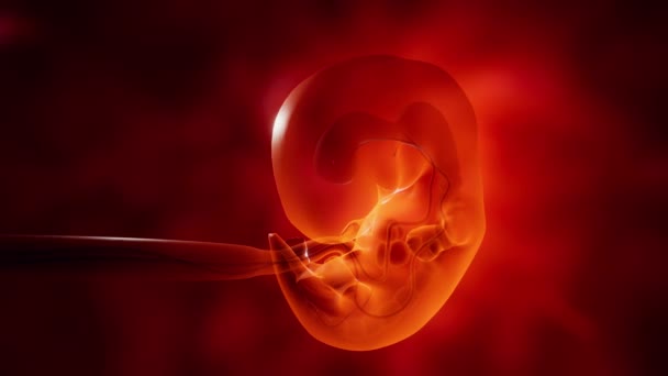 Human embryo growth. 3d animation — Stock Video