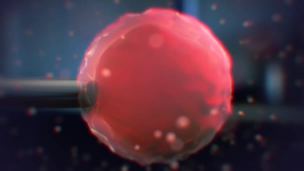 Zapłodnienia komórki ludzkiego — Wideo stockowe