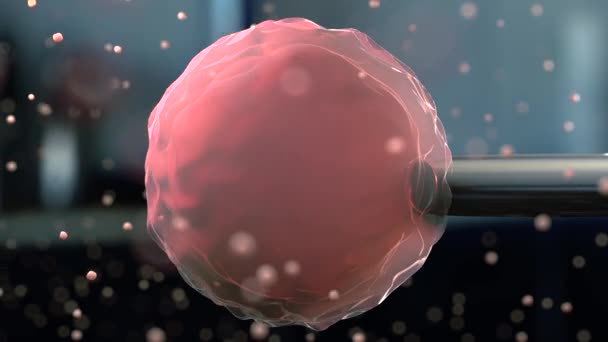 Fertilizasyon hücre insan — Stok video