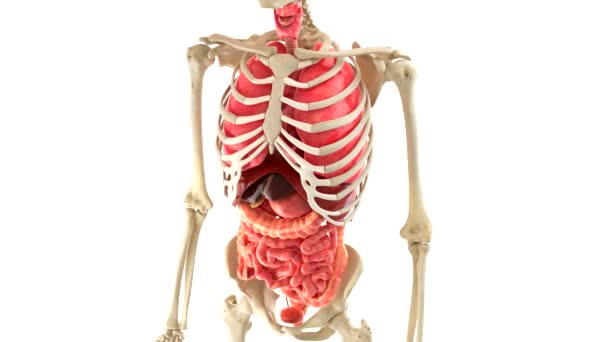 Orgãos do corpo humano anatomia