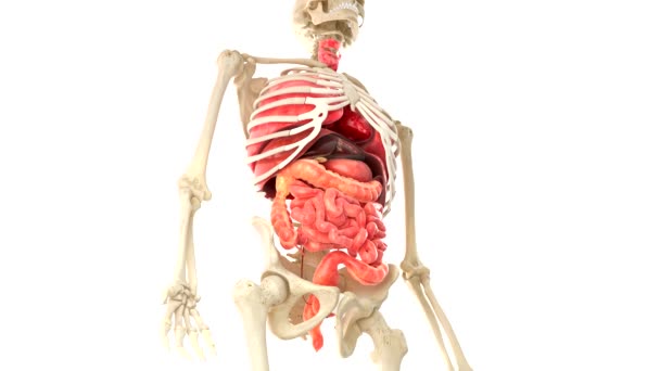 Människokroppen och inre organ i loop rotation — Stockvideo