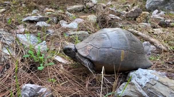 Old turtle moving slowly, showing head and pulls out his paws in wild forest. Close-up. — Stock Video