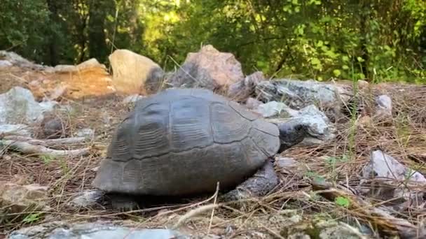 La tortuga se arrastra por el bosque entre piedras y hierba seca. Un animal de la familia de las tortugas terrestres, un destacamento de reptiles. Primer plano. — Vídeos de Stock