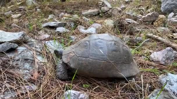 The turtle is crawling in the forest among stones and dry grass. An animal of the land turtles family, a detachment of reptiles. Close-up. — Wideo stockowe