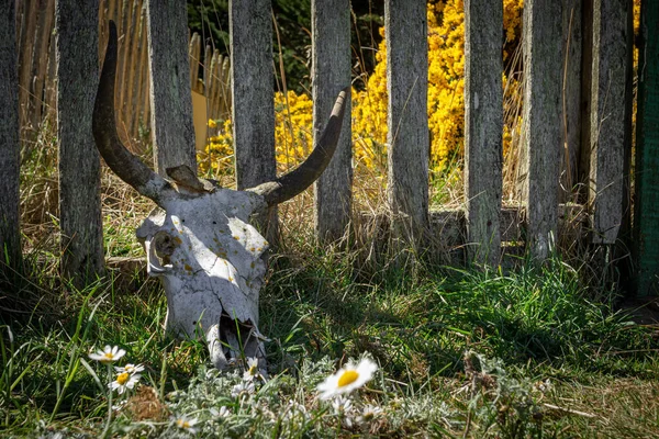 Bir ineğin kafatası çitin yanında yerde yatıyor.