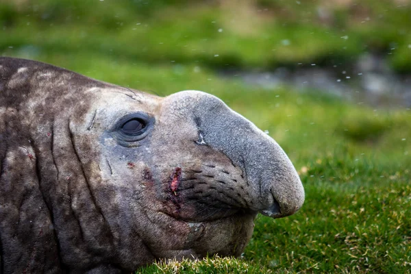 Deniz fili yaklaşıyor. Yaralı bir fok balığı..