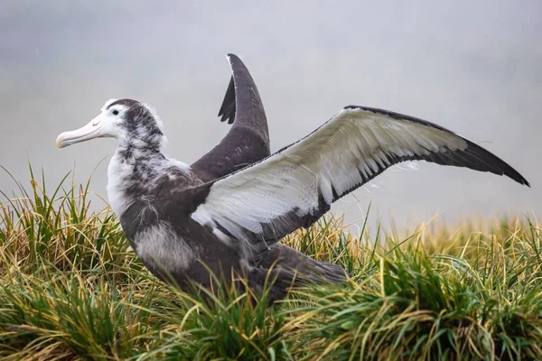 Albatrossküken Breiten Ihre Flügel Einem Nest Südgeorgien Aus Schwarzbrauen Albatrossküken — Stockfoto