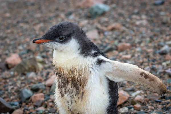 Islak gentoo penguen yavrusu Antarktika 'da yakın plan taş bir sahilde duruyor.