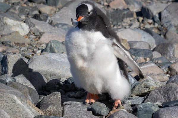 Gentoo penguen yavrusu Antarktika 'da bir taşın üzerinde duruyor.