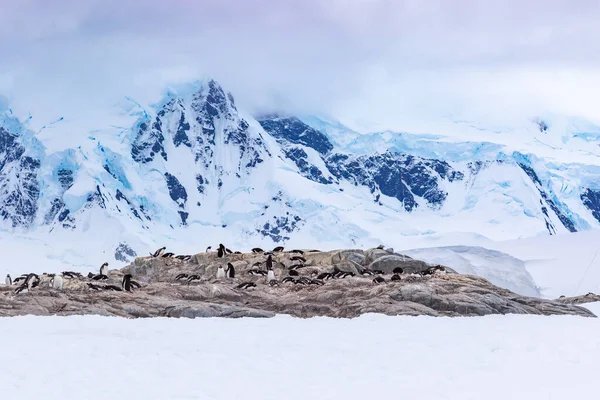 Grupo Pinguins Gentoo Sobre Rochas Com Belas Montanhas Fundo Antártida — Fotografia de Stock