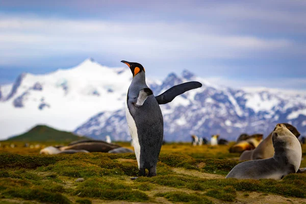 Güney Georgia 'da arka planda karla kaplı dağlarla yükseltilmiş kanatları olan yeşil çimlerin üzerinde bir kral penguen duruyor..