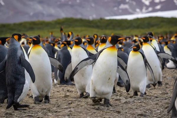 Koloni Raja Penguin Georgia Selatan Sekelompok Raja Pinguin Menutup — Stok Foto