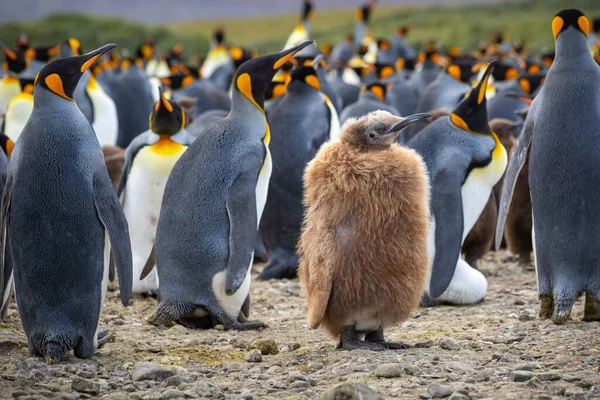 stock image Young king penguin chick with brown plumage in a colony of king penguins close-up.