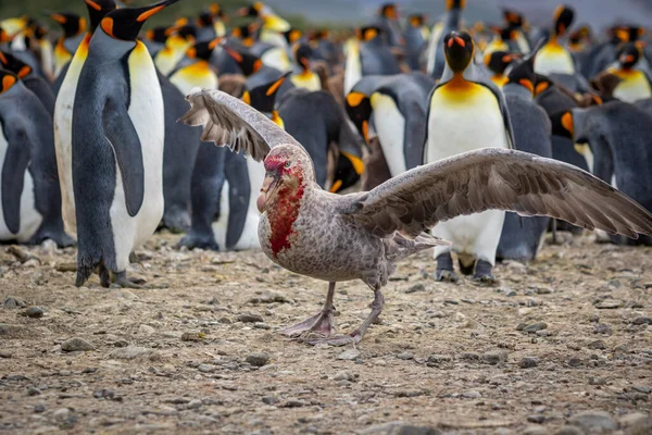Kahverengi gagalı Skua Güney Georgia 'daki kral penguen kolonisinde kanat çırpıyor. Stercorarius antarcticus.
