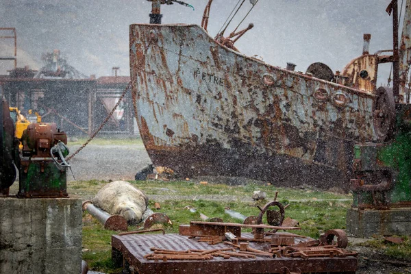 Una Foca Elefante Encuentra Entre Equipo Oxidado Una Antigua Estación Imagen de stock