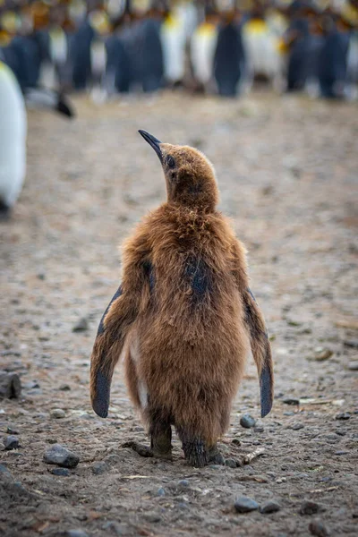 Joven Pingüino Rey Polluelo Con Plumaje Marrón Una Colonia Pingüinos Imagen de stock