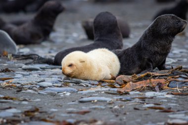 Güney Georgia 'da taş bir plajdaki kürk fok kolonisinde genç bir albino kürkü fok balığı..