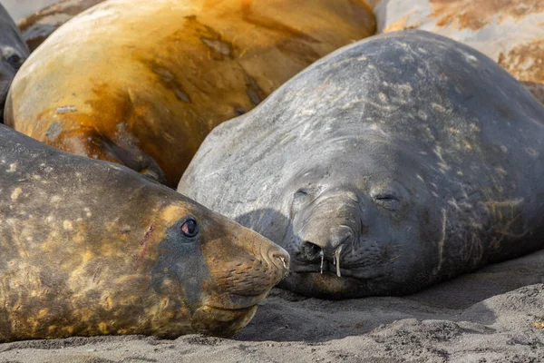Deniz filleri kumsalda uzanır ve güneşin tadını çıkarırlar. Antarktika.