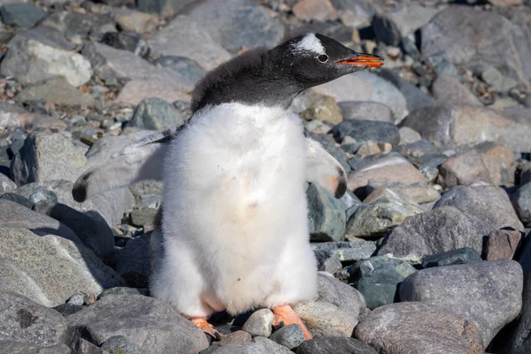 Gentoo Penguin Chick Stands Stones Close Antarctica — Stock Photo, Image