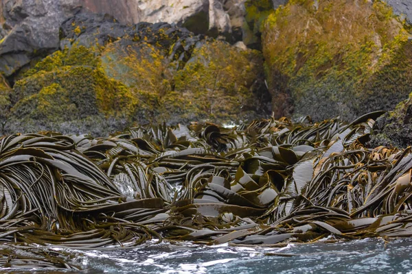 Güney Georgia 'da büyük deniz yosunu ve yosun kaplı kayalar..
