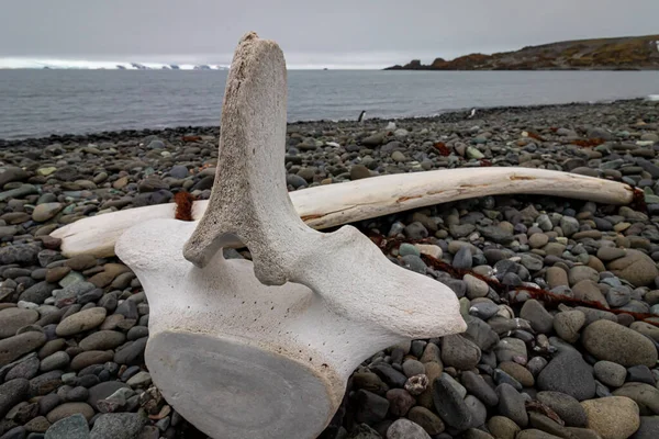 Balina kemikleri Antarktika 'da bir taş plajda yatıyor..