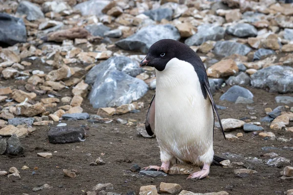 Lie Penguin Chick Juvenile Plumage Antarctica — Stock Photo, Image