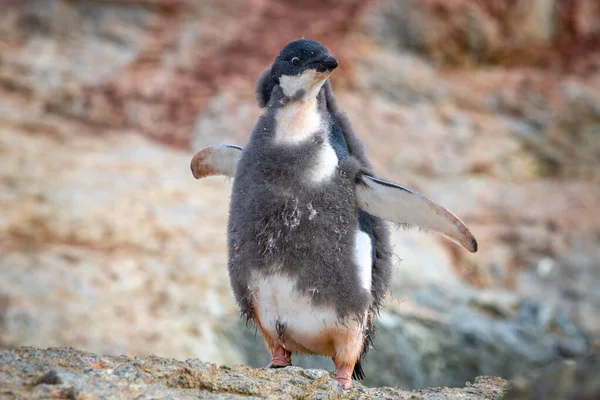 Adelie Penguin Chick Juvenile Plumage Antarctica — Stock Photo, Image