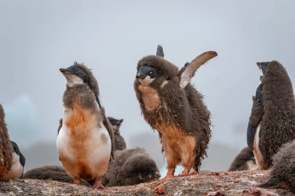 Adelie Pingwiny Pisklęta Stoją Kolonii Pingwinów Antarktydzie — Zdjęcie stockowe
