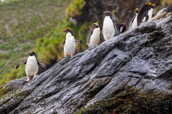 Macaroni Penguins Stand Rock South Georgia — Stock Photo, Image