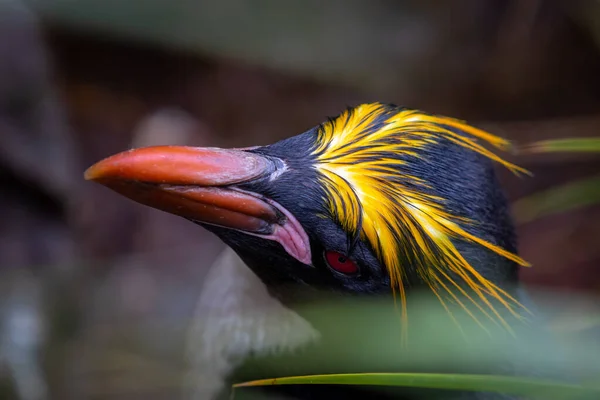 Güney Georgia 'da uzun yeşil çimlerin üzerinde makarna penguenleri.