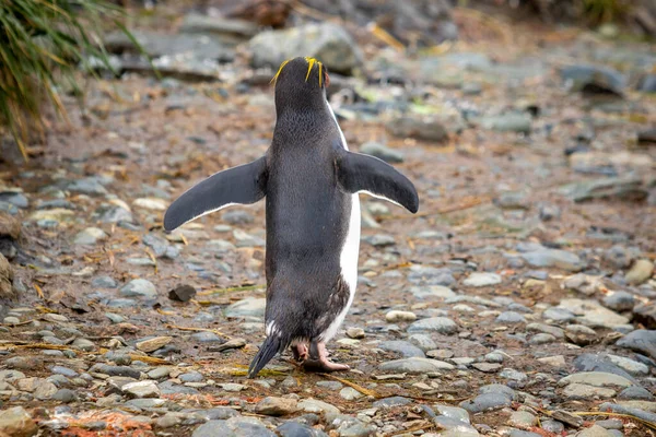 Güney Georgia 'da kanatlarını açmış yerde yürüyen bir penguen.