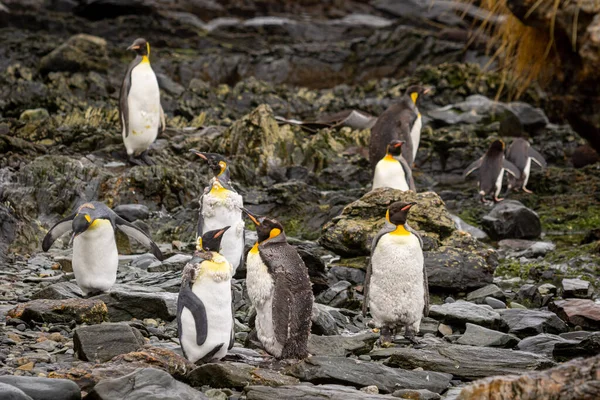 Growing King Penguins Stand Rock South Georgia — Stock Photo, Image