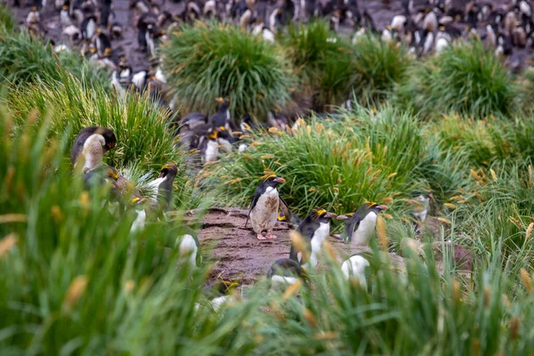 Макаронні Пінгвіни Колонії Зеленою Травою Південній Джорджії — стокове фото