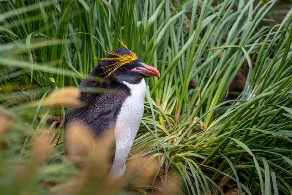 Macarrones Pingüino Primer Plano Hierba Verde Alta Georgia Del Sur — Foto de Stock