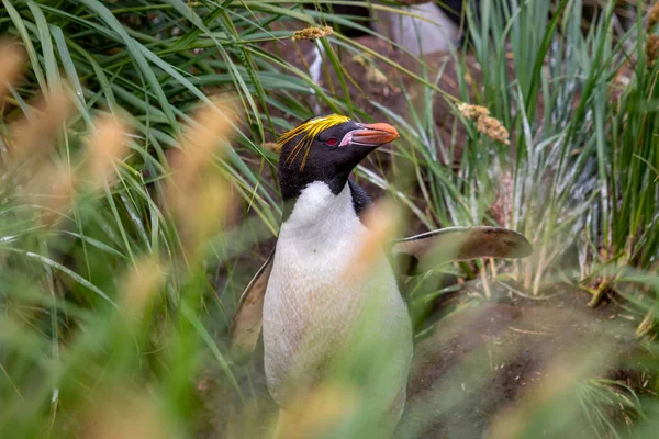 Güney Georgia 'da uzun yeşil çimlerin üzerinde makarna penguenleri.
