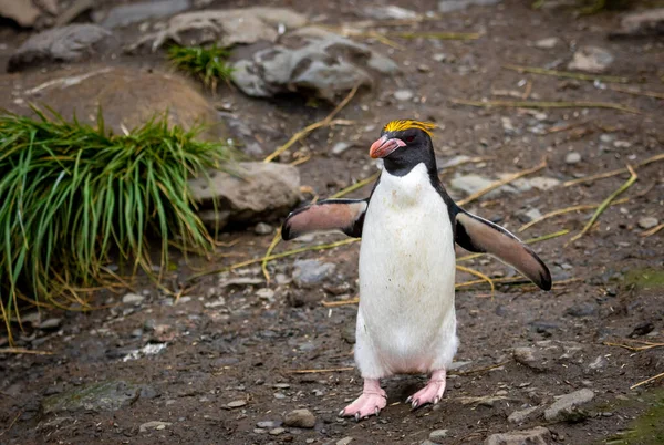 Ein Makkaroni Pinguin Steht Mit Ausgebreiteten Flügeln Südgeorgien Boden — Stockfoto