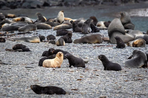 Güney Georgia 'da taş bir plajdaki kürk fok kolonisinde genç bir albino kürkü fok balığı..