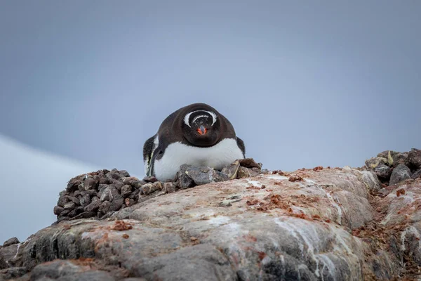 Penguin Gentoo Sits Eggs Nest Large Stone Close Antarctica — Stock Photo, Image