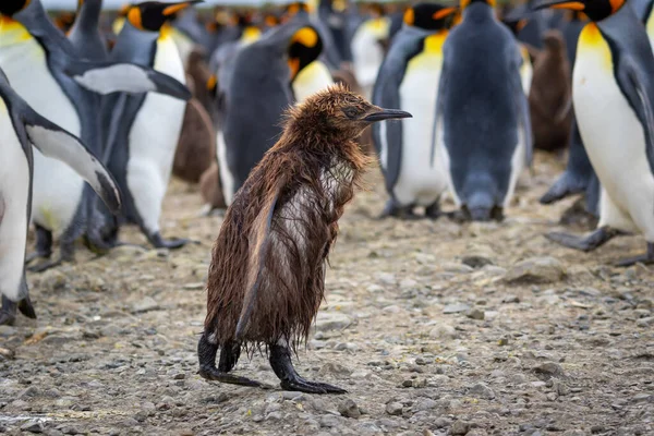 Kahverengi tüylü genç kral penguen yavrusu Güney Georgia 'daki yetişkin kral penguenler arasında yürüyor..