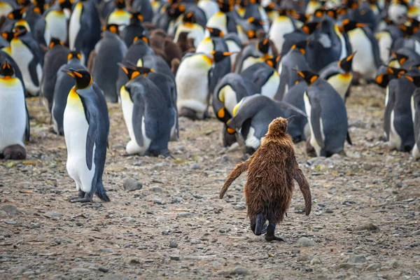 Güney Georgia 'daki yetişkin kral penguenler arasında kahverengi tüylü genç bir kral penguen yavrusu..