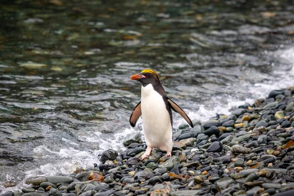 Pingüino Macarrones Encuentra Una Playa Piedra Cerca Del Agua Con Imágenes de stock libres de derechos