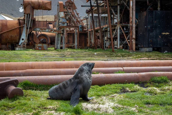 Grytviken 'de terk edilmiş bir balina avlama üssünde bir kürk foku çimlerin üzerinde duruyor. Güney Georgia.