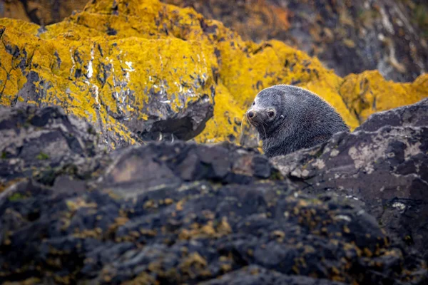Yetişkin bir kürk fok Güney Georgia 'da yosun kaplı bir kayanın üzerinde oturur.