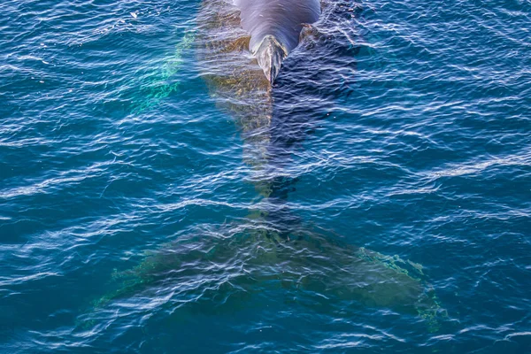 Antarktika 'da su yüzeyinde dinlenen bir kambur balinanın kuyruğu.