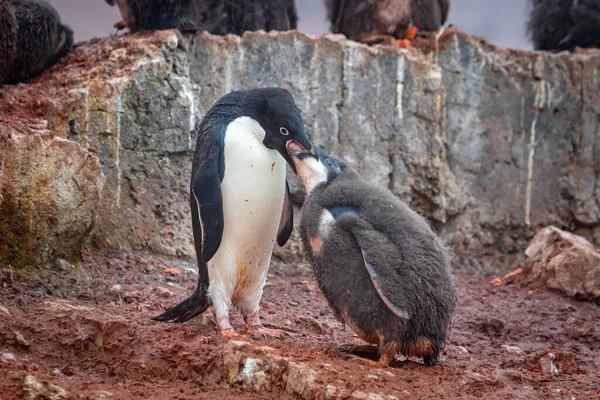 Adelie pengueni yetişkin beslenmesi, kusması Adelie Penguen yavrusu için yemek, suni teneffüs. Antarktika